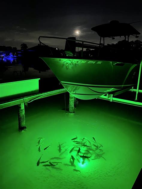 fish light